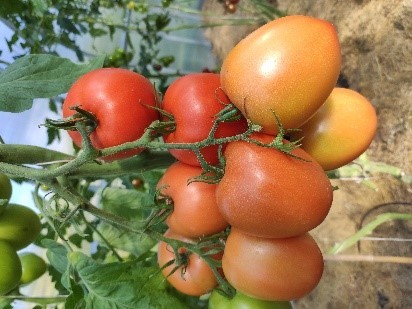 Pomidorai_ARMIRA
