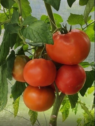 Pomidorai_BEEF_BANG