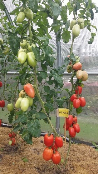 Pomidorai_BESTIAL