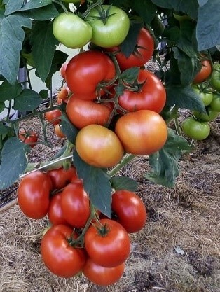 Pomidorai_CELESTEEN