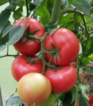 Pomidorai_CLAROSA