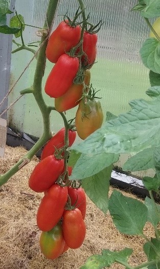 Pomidorai_CORSARO