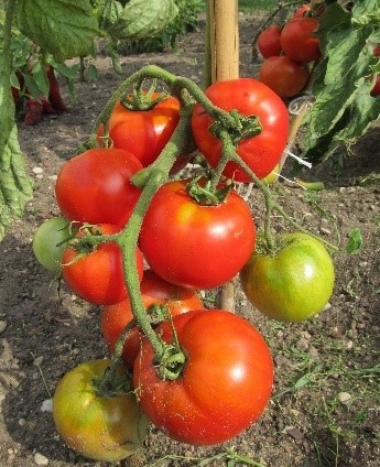 Pomidorai_DURICCHIO