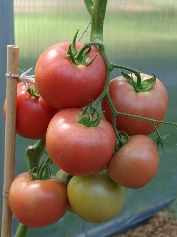Pomidorai_ESMIRA