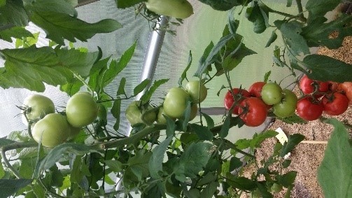 Pomidorai_FANTASIO