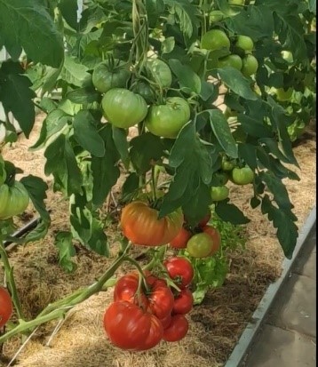 Pomidorai_GOURMANDIA