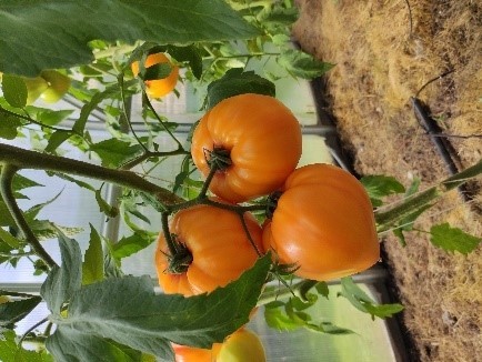 Pomidorai_GOURMANSUN