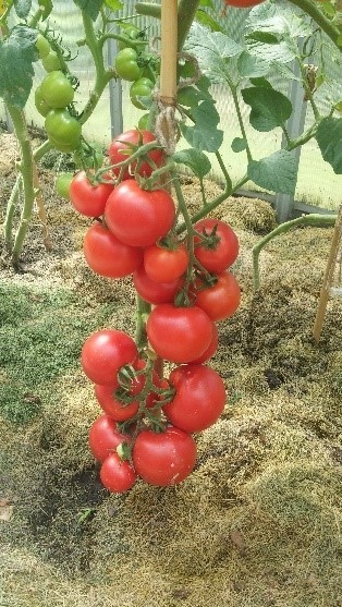 Pomidorai_HORUS