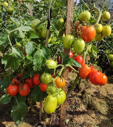 Pomidorai_PUMATIS