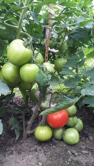 Pomidorai_REDIANA