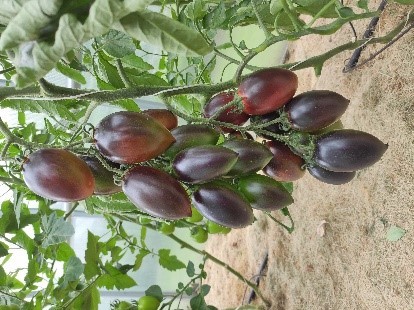 Pomidorai_SIDRA