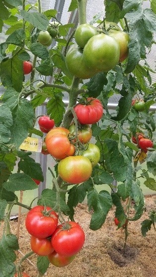 Pomidorai_SPARTACOE