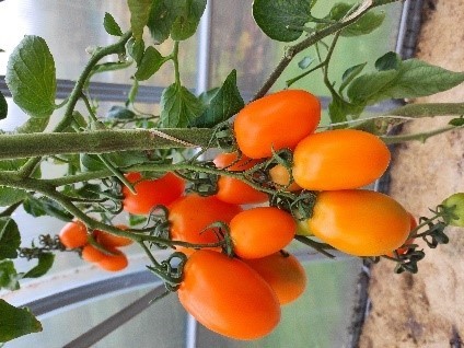 Pomidorai_ZAIRA