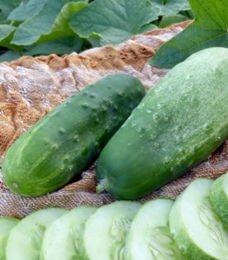 Agurkai_Picklebush