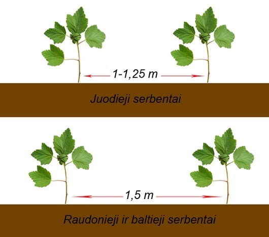 Serbentų sodinimas