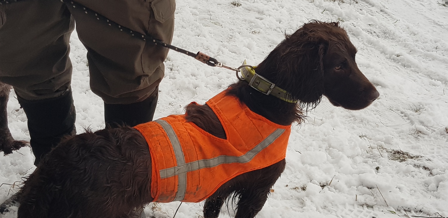 Rusų spanieliai medžioklėje