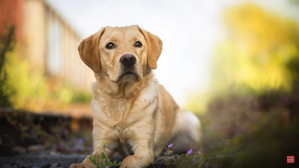 labradoro_retriveris