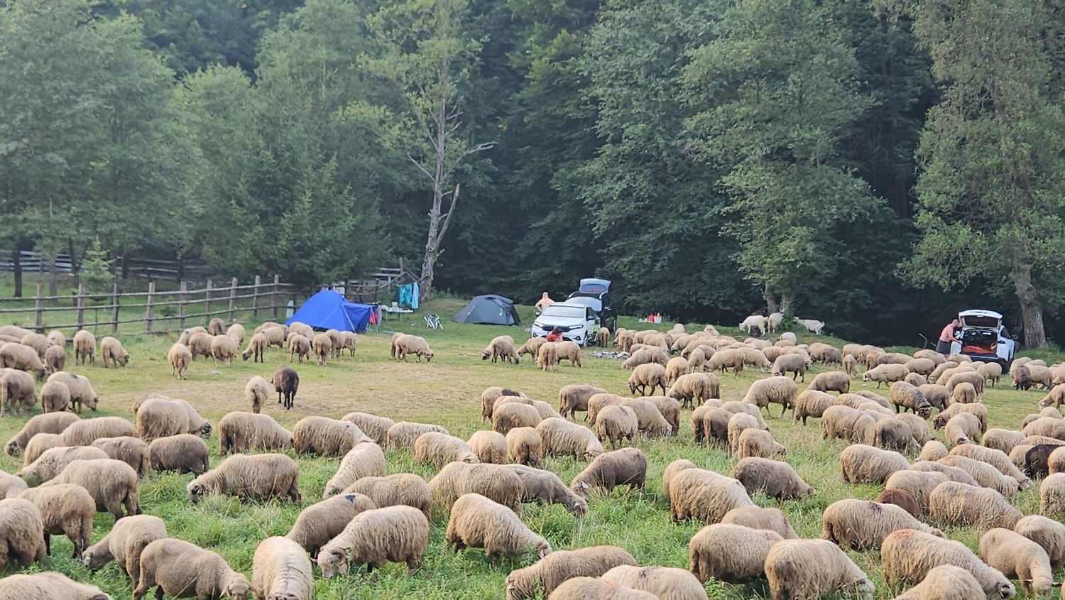 laukinės stovyklavietes Rumunijoje